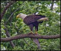 _2SB0383 american bald eagle with fish